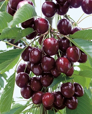 Саженцы Черешня Ипуть