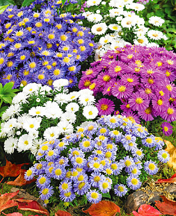 Саженец Астра кустарниковая Звёздочки набор