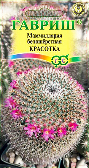 Семена Маммиллярия белошёрстная Красотка.<br>
 <br>
  У многих кактусы ассоциируются лишь с колючками и суровым характером этих растений, которые способны произрастать в наиболее засушливых уголках планеты. Но, увидев единожды хотя бы несколько видов цветущих растений, можно навсегда изменить представление об этих чудесных «колючках». Маммиллярия является одним из самых распространенных кактусов, которые выращиваются в домашних условиях без особых усилий. Популярность данного комнатного цветка оправдана не только особенностями выращивания, но и тем, что он может стать удачным дополнением интерьера. Маммиллярия белошерстная — медленно растущий, кустящийся кактус. Стебель бочковидный, вытянутый с плоской, вдавленной макушкой 10-15 см. высотой и 4-8 см. в диаметре.<br>
 <br>
  Цветет, начиная с поздней весны, очень маленькими (7-8 мм.), звездчатыми цветками карминового, пурпурно-розового или розового цвета, расположенными на верхушке кактуса в виде венчика. Любит яркое освещение и прямые солнечные лучи. Зимний покой (оптимальная температура 8-10 С.), во время которого высота растения может уменьшаться, стимулирует цветение и продолжительность жизни кактуса. Размножают вегетативным способом (редко) и семенами. Семена высевают весной, поверхностно, не заделывая, в ящики с дренажными отверстиями и смесью из песка и дернового грунта, накрывают пленкой. Прорастают через 7-14 дней при температуре 21-27 С. Как только сеянцы обзаведутся хорошими корнями (через 1-2 недели), пленку убирают. Молодые растения проветривают и защищают от полного солнца. Вредителями этот цветок поражается редко.<br>