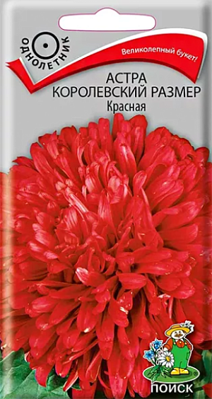 Семена&nbsp;Астра Королевский размер Красная.&nbsp;Растение широкораскидистое, высотой до 100 см. Соцветия красной окраски. Цветет в августе-сентябре. Используют очень широко: для посадки в сборные цветники группами, на рабатки - рядами, для бордюров и срезки.<br>
Агротехника.&nbsp;Растение предпочитает открытое солнечное место, но выносит и полутень. Лучше растет на легких, плодородных почвах. Не переносит внесения органических удобрений в год посадки. Семена высевают с середины февраля по апрель. Глубина заделки семян 0,5 см. При температуре +20°C всходы появляются на 7-14 день. Через 3-4 недели посевы пикируют и выращивают при температуре 12-15°C. В грунт рассаду высаживают во второй половине мая, выдерживая расстояние между растениями 20-30 см.