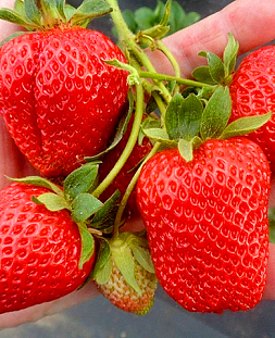 Саженцы Клубники (Земляники) садовой Мальга