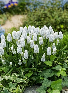 Мускари Сайбириан Тайгер