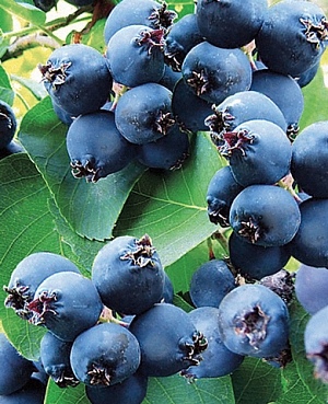 Саженцы Ирга Мартин