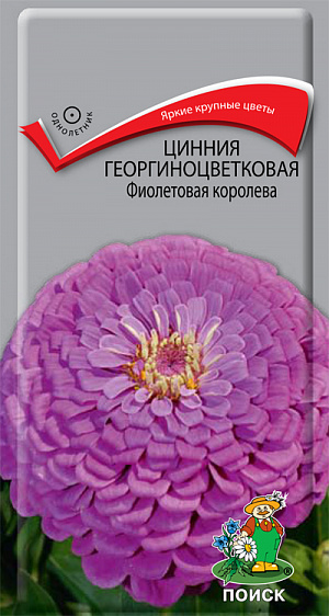 Семена Цинния Фиолетовая королева Георгиноцветковая.
Пышное и нарядное цветение. Растение мощное, ветвистое от основания, высотой до 80 см. Плотные, полушаровидные соцветия, диаметром до 8-10 см, фиолетовые. Цветет с июля по сентябрь. Используют для оформления цветников, рабаток и срезки. 
Агротехника. Растение предпочитает солнечное место, плодородные, рыхлые почвы. Любит обильный полив. Размножают посевом семян в апреле в рассадные ящики. Глубина заделки - 0,5 см. При температуре почвы +22-25°С всходы появляются на 7-10 день. Сеянцы пикируют в горшки. В открытый грунт рассаду высаживают в начале июня, выдерживая расстояние между растениями 30-35 см.
Семена соответствуют требованиям международных стандартов и ГОСТу РФ 12260-81.