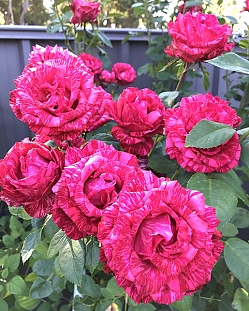 Роза чайно-гибридная Ред Интуишн