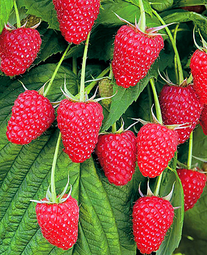 Саженцы Малина Полана