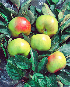 Саженцы Яблоня Брат Чудного