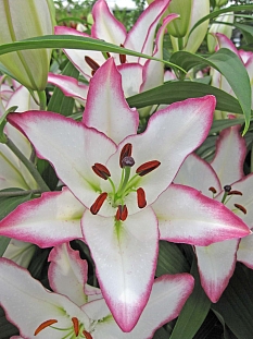 Лилия восточная Зе Эдж