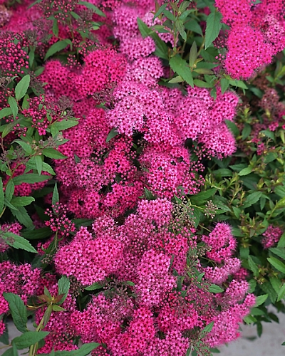 Спирея японская Дартс Рэд