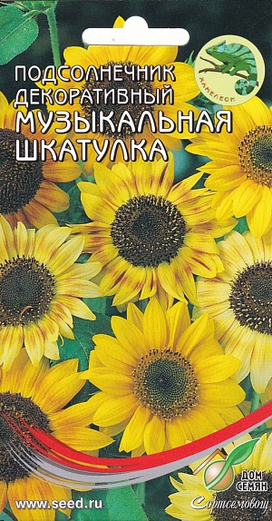Подсолнечник декоративный Музыкальная шкатулка Оригинальное растение для клумбы и горшка. Цветы очень крупные, немахровые. Высота до 80 см. Великолепны в букете и групповых посадках. Посев: в горшок по 1-2 зерна в апреле. Семена всходят через 7-14 дней при t = 15-18 оС. Можно сеять прямо в грунт в мае. Высадка рассады: в грунт рассаду высаживать, не повреждая кома земли, когда минует угроза заморозков. Расстояние между растениями 30 см. Уход: предпочитает солнечное место и рыхлые плодородные, хорошо дренированные почвы. Цветение: июль - сентябрь.