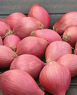 Лук семейный (шалот) Челябинский розовый