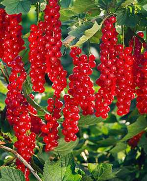 Саженцы Смородина Руднеус