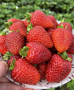 Саженцы Клубники (Земляники) Альбион