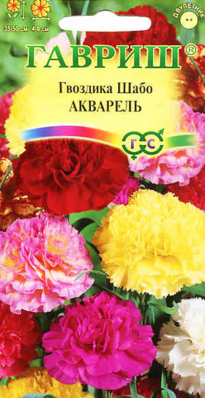 Семена Гвоздика Шабо Акварель.
Растения высотой 30-50см, прямостоячие. Цветки душистые, размером 4-8 см, белые, розовые, красные, реже пестрые. 
Семена в январе-начале февраля сеют в ящики, а в мае высаживают на постоянное место. расстояния между растениями 30-40 см. 
Для получения растений со 100 % махровостью и определенным колером размножают черенками. Черенкуют в марте. Довольно холодостойка. 
Хорошо растет на открытых солнечных местах, на суглинистых, плодородных, достаточно влажных, но не сырых почвах. Чтобы продлить цветение, после первых заморозков гвоздику выкапывают, сажают в горшки и помещают в прохладные, светлые помещения. 
Используют срезку, как осеннюю горшечную культуру, для посадки на клумбах и рабатках.