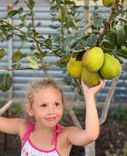 Саженцы Груша летняя ЧИЖОВСКАЯ