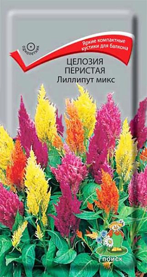 Семена Целозия Лиллипут микс перистая. <br>
 <br>
 Яркие плюмажные соцветия, прекрасно подходят для клумб. Растения компактные, высотой 35 см. Метельчатые соцветия кремовой, желтой, розовой, красной, карминной окраски. Используют для клумб, миксбордеров, балконных ящиков. Агротехника. Теплолюбивое и светолюбивое растение, достаточно засухоустойчивое. Хорошо растет на рыхлых плодородных почвах. <br>
 <br>
Семена высевают в марте в рассадные ящики. Глубина заделки семян 0,3 см. При температуре почвы +18-25°С всходы появляются через 14-20 дней. После появления первой пары настоящих листьев, сеянцы пикируют по одному. В грунт рассаду высаживают, когда минует угроза заморозков, выдерживая расстояние между растениями 30-50 см. Семена соответствуют требованиям международных стандартов и ГОСТу РФ 12260-81.