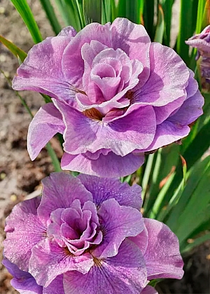 Ирис сибирский Пинк Парфе