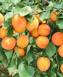 Саженцы Абрикос Мелитопольский ранний