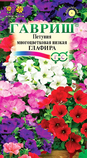 Семена Петуния Глафира многоцветковая низкая.<br>
Образует компактный куст высотой 20-30 см. Цветки 4,5-6,5 см в диаметре с гладким краем лепестков. Выращивают рассадным способом. Посев проводят с января по апрель, поверхностно, под стекло (после появления всходов стекло убирают). В зимние месяцы январь-февраль досветка обязательна. При ранних сроках посева цветение начинается в мае, что очень удобно для выращивания растений на балконе, закрытых террасах, патио. Без дополнительного освещения петунию высевают не раньше марта. Всходы появляются через 7-12 дней. На постоянное место высаживают, когда минует опасность заморозков. Светолюбива и достаточно засухоустойчива. Предпочитает легкие, плодородные, хорошо дренированные почвы. Петунии можно выращивать в течение нескольких лет, сохраняя зимой в освещенном помещении (растение сильно обрезают, t не более 12°C, умеренный полив). Петуния используется как фоновое и балконное растение, в контейнерах, вазах, для украшения подоконников, для посадки в рабатки, бордюры. Цветет обильно с начала мая до заморозков. Быстро восстанавливает декоративность после сильного дождя.&nbsp; &nbsp;