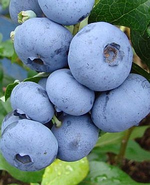 Саженцы Голубика Пуру