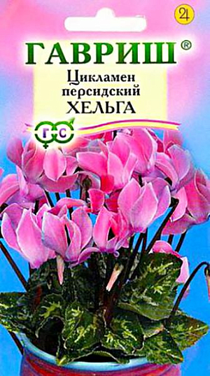 <div>
 Семена Цикламен Хельга.
</div>
 <article>
<p>
 Многолетнее клубневое растение семейства Первоцветные. Цветки очень ароматные, цветонос достигает длины 15 -20 см. Цветет с поздней осени до конца апреля, летом находится в состоянии покоя. Оптимальный срок посева конец августа. Семена перед посевом замачивают на сутки в теплой воде, а затем высевают в горшки с листовой и торфяной землей(1:1).Сверху семена присыпают слоем земли 0,5-1см., обильно поливают, накрывают темной пленкой. При t 20°C всходы появляются через 30-40 дней. После появления всходов притенение снимают, температуру снижают до 15-17 °C. Когда образуются маленькие клубеньки с двумя листочками, пикируют в ящики со смесью из листовой, торфяной земли и песка (2:1:0,5). При пересадках у молодых растений верх клубенька должен находиться у самой поверхности почвы (не глубже 0,5 см.). У взрослых растений верх клубня обычно открыт. В период покоя сбрасывает листья.&nbsp;
</p>
<p>
 Выращивают на северных и восточных окнах, на южном притеняют от прямых солнечных лучей. Зимой содержат на светлом месте при температуре не выше 8 - 10 градусов. Летом необходимо выполнять приемы по поддержке роста растений: поливать исключительно через поддон, опрыскивать водой комнатной температуры, удобрять. Удобряют не более 2-3 раз за лето, преимущественно азотно-калийными удобрениями.
</p>
 </article>