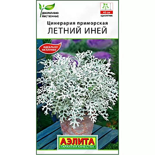 Семена Цинерария Летний Иней Семена Цинерария Летний Иней