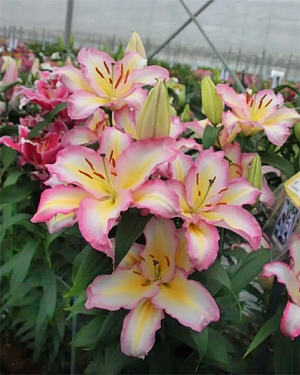 Лилия восточная Капитан Триколор