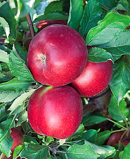 Саженцы Яблоня Васюган