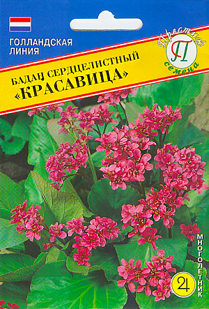 Семена Бадан сердцелистный Красавица.
Декоративный вечно зелёный многолетник. Высота растения 50-60 см. «Красавица» рано зацветает, цветки красного цвета. Бадан широко используется при одиночных и групповых посадках, имитирующих естественный ландшафт, в миксбордерах и рокариях, как фон для других цветов. Хорошо сочетается в посадках с лилейниками, аквилегиями, астильбами, ирисами, верониками, геранью, папоротниками, осокой, бальзаминами. Посев осуществляют в мае-июне в рассадные ящики. Семена равномерно распределяют по поверхности влажного компоста, не заделывают, накрывают стеклом или прозрачной пленкой для поддержания влажности. При температуре около 24 градусов семена прорастают 4 недели. После прорастания пленку или стекло убирают. В дальнейшем выращивают на свету,но избегая попадания прямых солнечных лучей. После появления 1-2 пары настоящих листочков сеянцы пикируют в отдельные горшочки или ящики с шагом 10- 15 см. На постоянное место подросшие растения рекомендуется высаживать с середины лета второго года жизни на расстоянии 30-40 см друг от друга. Бадан предпочитает хорошо дренированные почвы. Требует регулярных поливов. Хорошо растут на светлых, полутенистых и тенистых местах. На открытом солнечном месте пышно не разрастается. Весной лучше обрезать кусты от перезимовавших листьев.