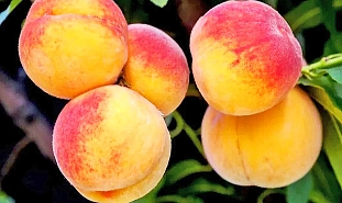 Персик Харрой Даймонд