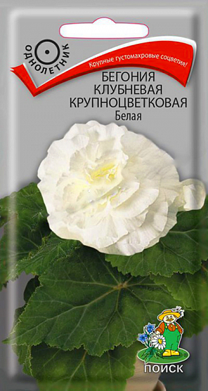 <div>
 Семена Бегония клубневая крупноцветковая Белая.
</div>
 Крупные густомахровые соцветия!&nbsp;Растение высотой до 30-35 см., мощные, с толстыми побегами. Размер цветка 8-9 см. Цветение обильное. Цветы крупные камелиевидные, густомахровые, белые. Выращивание в полутени, но при обильном регулярном поливе можно размещать и на солнечном месте. Превосходно подходит для выращивания в горшках, контейнерах и в открытом грунте.<br>
 <br>
 <b>&nbsp;Агротехника.</b>&nbsp;Растения предпочитают светлые места и хорошо проветриваемые помещения. Почву держат постоянно влажной. После цветения полив постепенно уменьшают до полного подсыхания надземной части, которую удаляют. Растение ставят в сухое прохладное место на 2-2,5 месяца, очень редко увлажняют. Легко размножается семенами. Сеют в январе-феврале. На почву насыпают слой прокаленного песка толщиной 3 мм., выравнивают и хорошо увлажняют его. Семена не присыпают. Посадочную емкость накрывают стеклом и ставят в освещенное теплое место. Поливают мягкой водой из опрыскивателя. Первая пикировка в фазе 3-х листьев, вторая – через 2 месяца. <br>
Семена соответствуют требованиям международных стандартов и ГОСТу РФ 12260-81