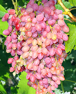 Саженцы Виноград Кишмиш лучистый