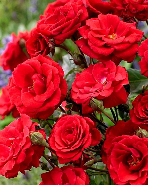 Роза флорибунда Стромболи