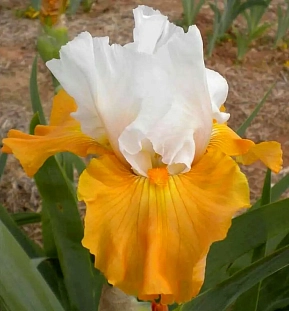 Ирис бородатый Пампкин Чизкейк