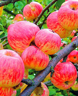 Саженцы Яблоня Мелба