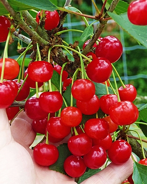 Саженцы Вишня кустовая Гномик