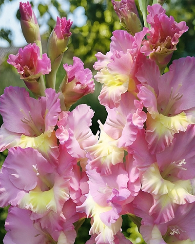 Гладиолус Владивосток