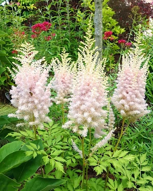 Астильба Вижн Инферно