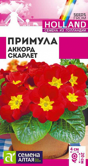 Примула Аккорд Скарлет

Морозостойкий травянистый двулетник среднераннего срока цветения. Идеально подходит для выращивания в горшечной культуре. Высота растения в горшке 10-15 см, в открытом грунте – 15-20 см. Ширина кустика 15-20 см. Розетка продолговатых светло-зеленых морщинистых листьев служит великолепным фоном. Очаровательные цветки достаточно крупные, в диаметре около 4 см. Групповые посадки из примул отлично смотрятся на каменистых горках, в бордюрах, миксбордерах и рабатках. Эффектно выглядят под деревьями и кустарниками. Зимостойкое растение. Предпочитает затененные участки с легкими питательными, хорошо дренированными почвами, свободными от сорняков. Для зацветания в первый год семена на рассаду высевают в январе, при двулетнем цикле выращивания – с мая по июль. Сеют, не заделывая, а слегка вдавливая семена в субстрат, помещают в пакет и стратифицируют 3-4 недели (влажная почва, температура 0…+2°С), затем помещают в темное место. При температуре +16-18°С всходы появляются через 18-25 дней, их переносят на свет, но от яркого солнца притеняют. В открытый грунт лучше сеять под зиму, посадочный интервал – 10-15 см. Для выращивания в качестве комнатного растения семена высевают в январе, пикируют в марте-апреле, обеспечив хороший дренаж.