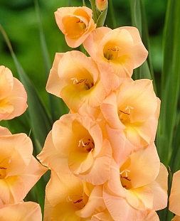 Гладиолус Эста Бонита