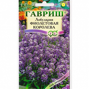 Лобулярия Фиолетовая Королева Лобулярия Фиолетовая Королева