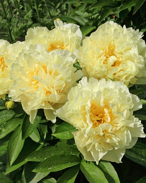 Пион Санни Герл