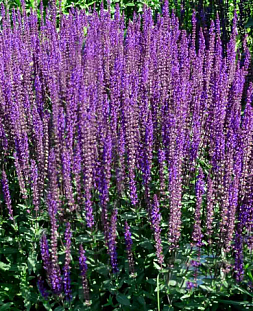 Шалфей дубравный Карадонна