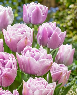 Тюльпан махровый поздний Катинка