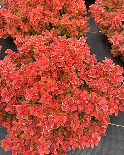 Барбарис Тунберга Ред Хот Чили