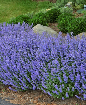 Котовник фассена Дропмор