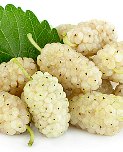 Саженцы Шелковица белая