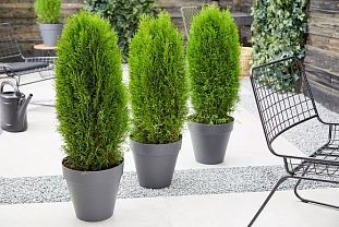 Туя западная Тотем Смарагд