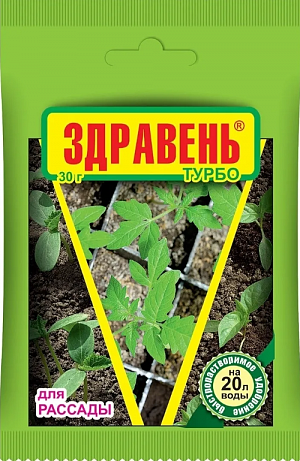 Здравень ВХ рассада