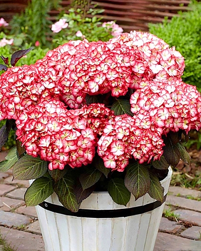 Гортензия крупнолистная Графиня Коссель